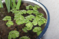 Preview: Salvinia natans